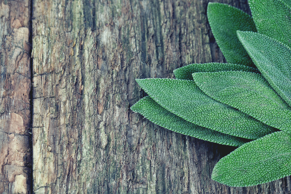 The healing power of sage essential oil