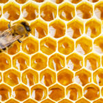 Pčelinji propolis: Čudo iz košnice
